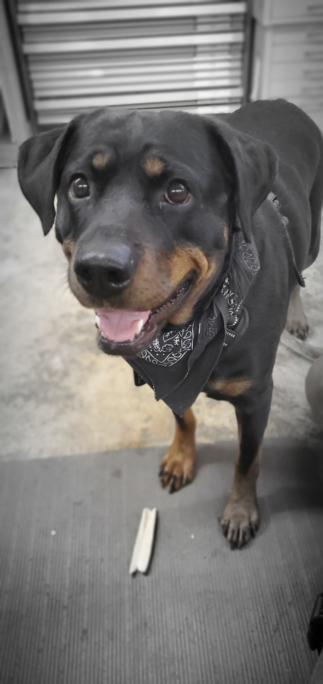 Testing- cute dog pic